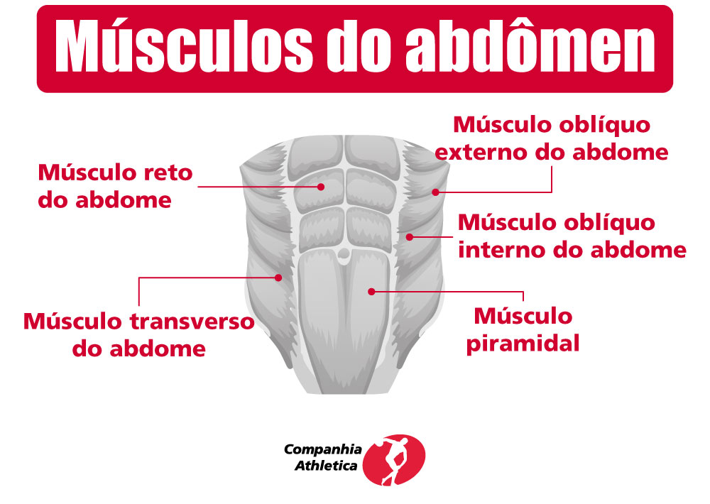 Músculos do abdômen
Músculo reto do abdome
Músculo piramidal
Músculo oblíquo externo do abdome
Músculo oblíquo interno do abdome
Músculo transverso do abdome
