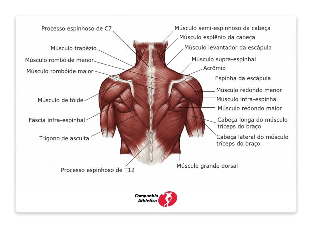 Sistema muscular das costas.